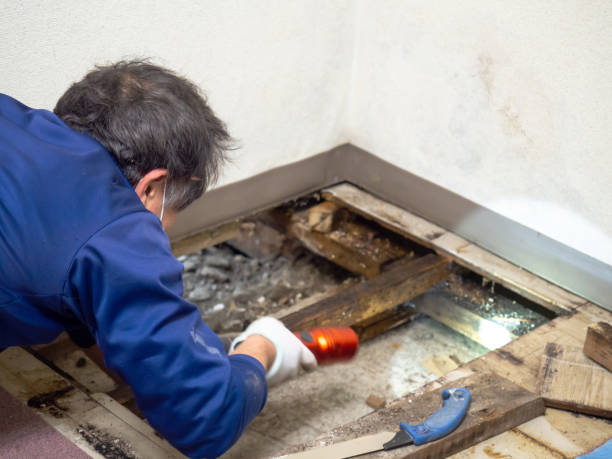 Best HVAC Mold Remediation in Santa Rosa, TX