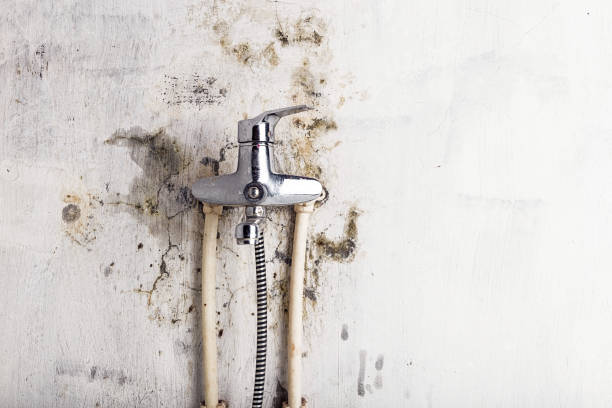 Trusted Santa Rosa, TX Mold Remediation Experts