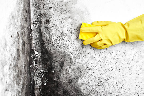 Best Post-Flood Mold Remediation in Santa Rosa, TX