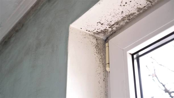Best Industrial Mold Remediation in Santa Rosa, TX
