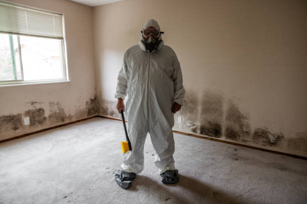 Reliable Santa Rosa, TX Mold Remediation Solutions