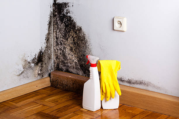 Best Bathroom Mold Remediation in Santa Rosa, TX