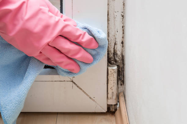 Best Mold Remediation for Specific Building Types in Santa Rosa, TX
